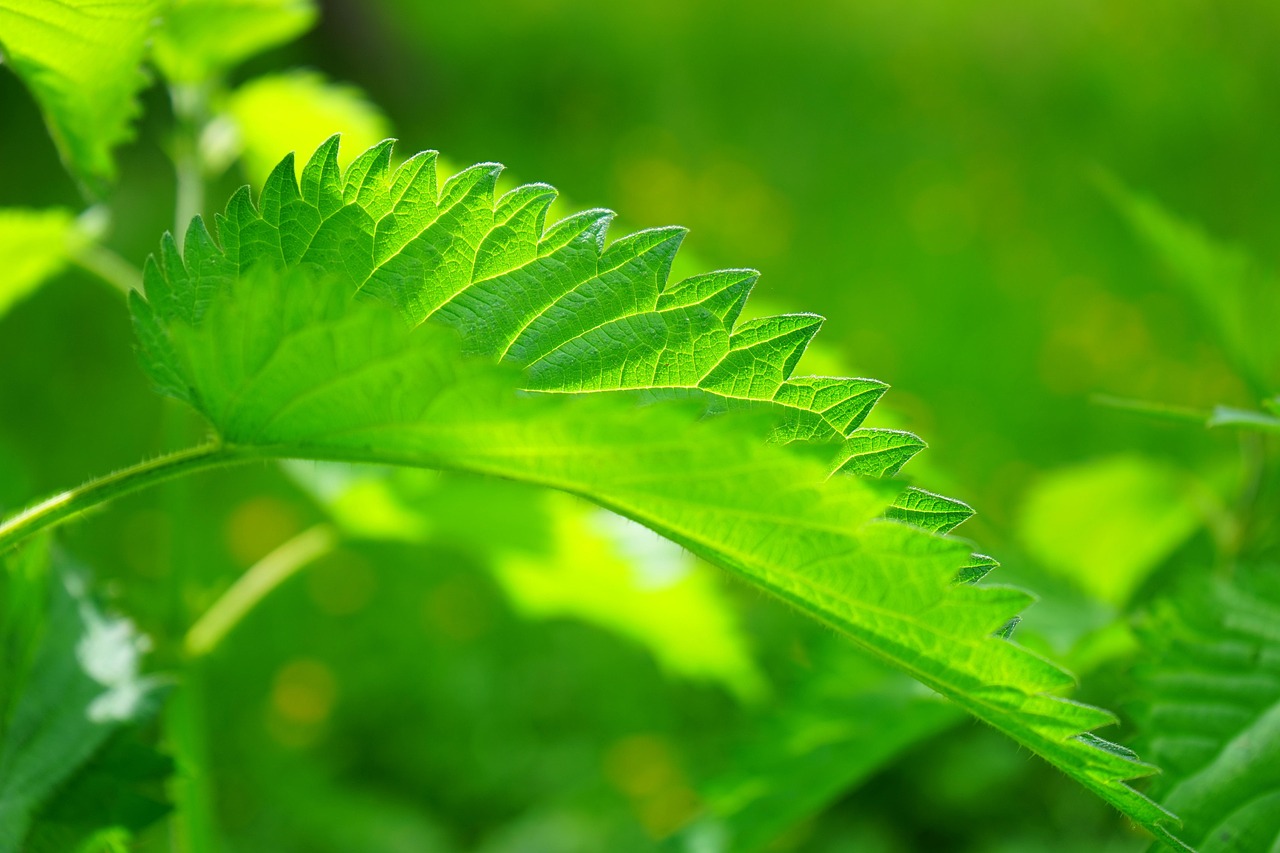 stinging-nettle-474351_1920